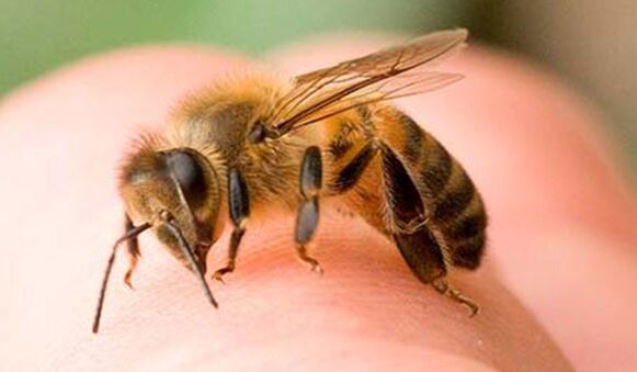 Înțepăturile de albine - o modalitate extremă de a mări falusul